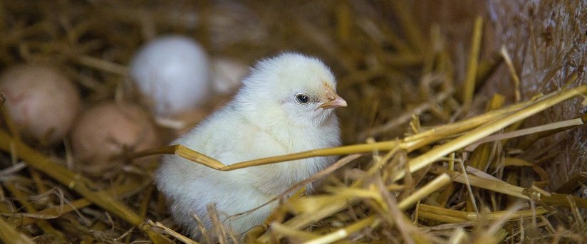 Küken und Eier im Nest
