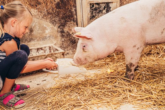 Schwein wird gefüttert
