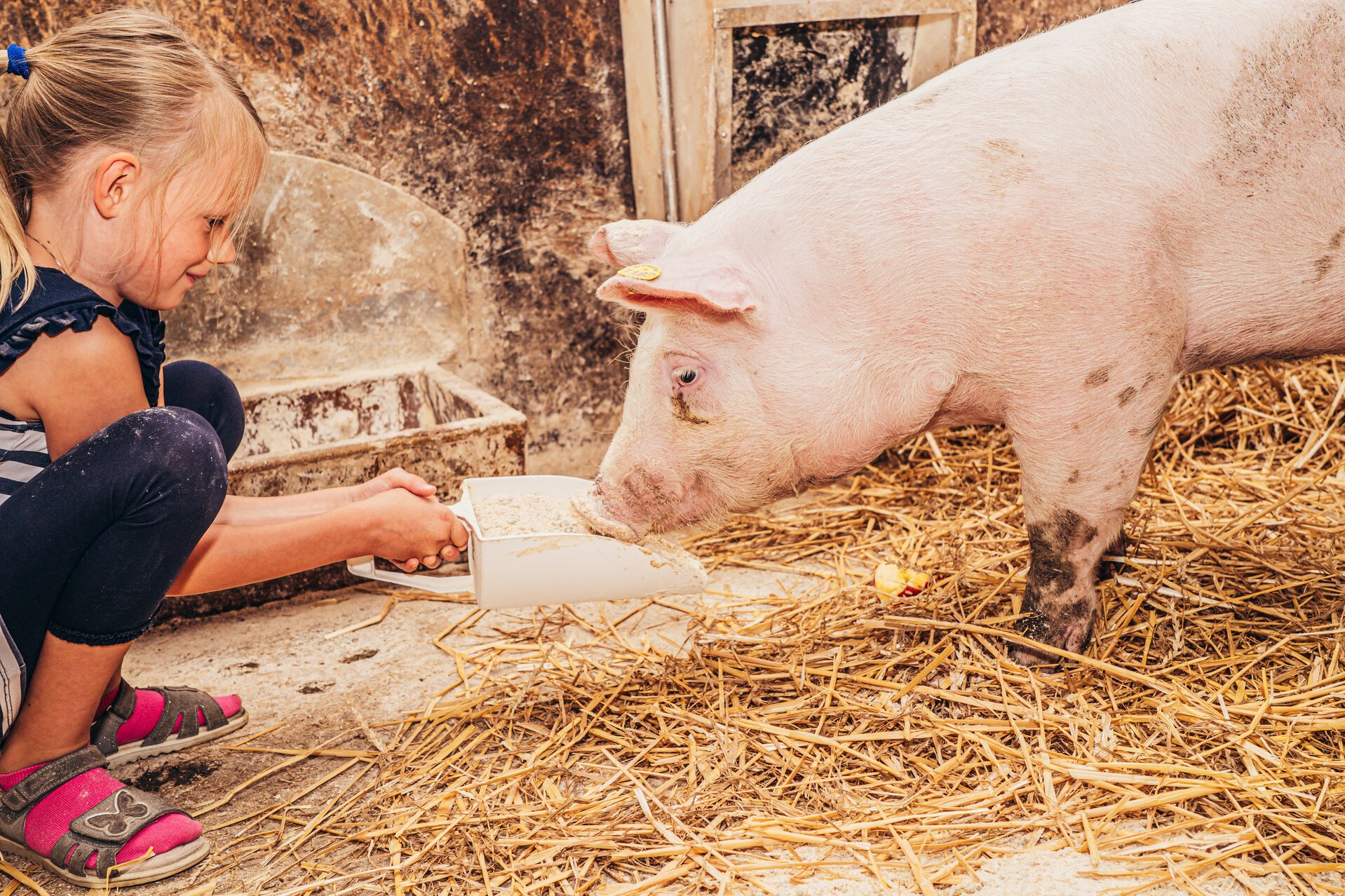 Schwein wird gefüttert