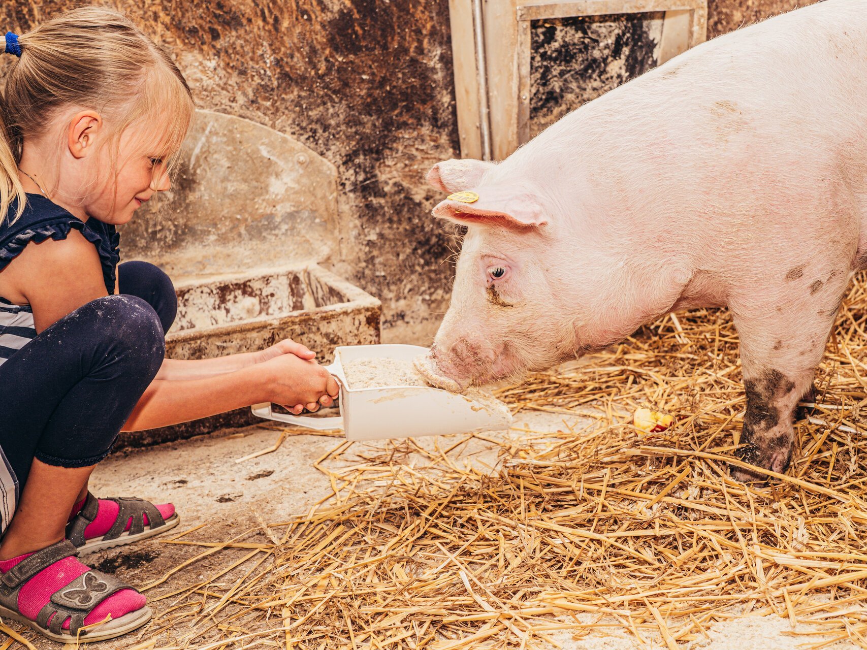 Schwein wird gefüttert