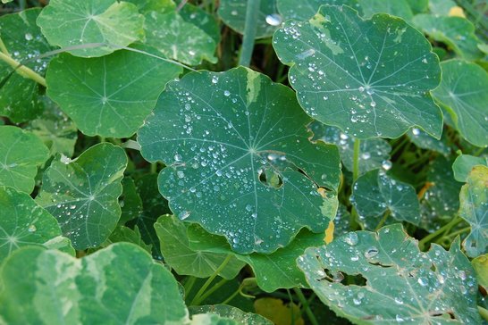 Im Spätsommer können sich auf den Blättern der Zucchinipflanze Mehltaubeläge ausbilden, welche den Erntezeitraum begrenzen. Achte darauf, dass die Blätter beim Gießen trocken bleiben. ©pixabay