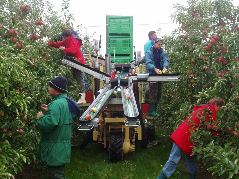 Apfelernte ©LK Oberösterreich