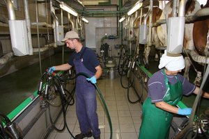 Kühe werden im Melkstand gemolken ©Paula Pöchlauer-Kozel/LK Niederösterreich