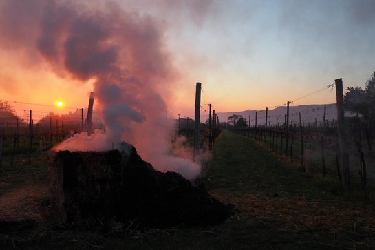 Räuchern in einem Weingarten in Krems-Thallern ©LK Niederösterreich/Referat Pflanzenbau
