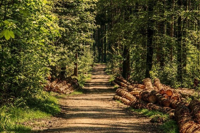 Waldweg im Sommer mit getrocknetem Holz am Wegesrand