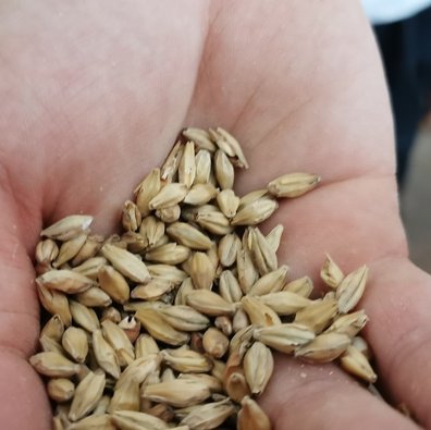 Braugerste wird als Malz zur Bierherstellung verwendet ©ÖKL