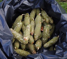 Geerntete Zapfen ©www.weihnachtsbaum.at