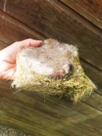 Das Nest kann nun behutsam aus dem Nistkasten entfernt werden. ©Eva Kail/LK Niederösterreich