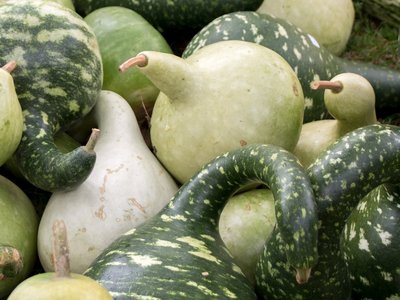 Kalebassenkürbis ©Sonja Hießberger/LK Niederösterreich