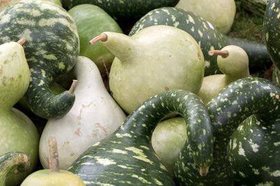 Kalebassenkürbis ©Sonja Hießberger/LK Niederösterreich