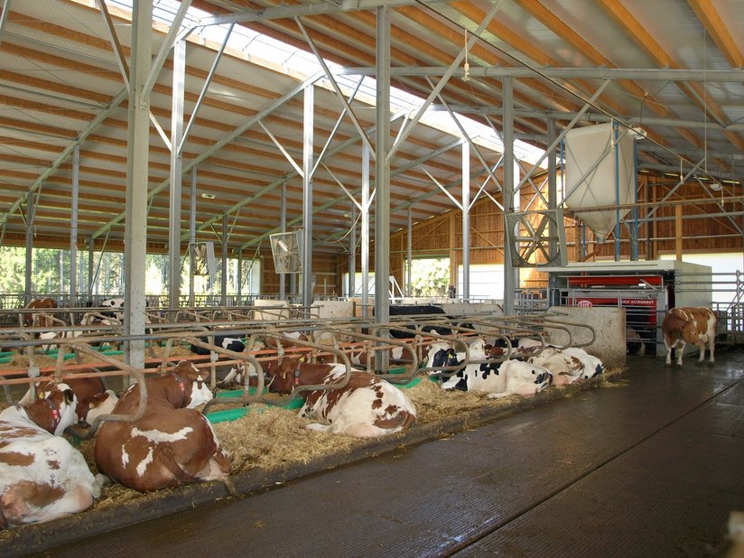 Kühe liegen in Liegeboxen im halboffenen Milchviehstall ©Referat Milchwirtschaft/LK Niederösterreich