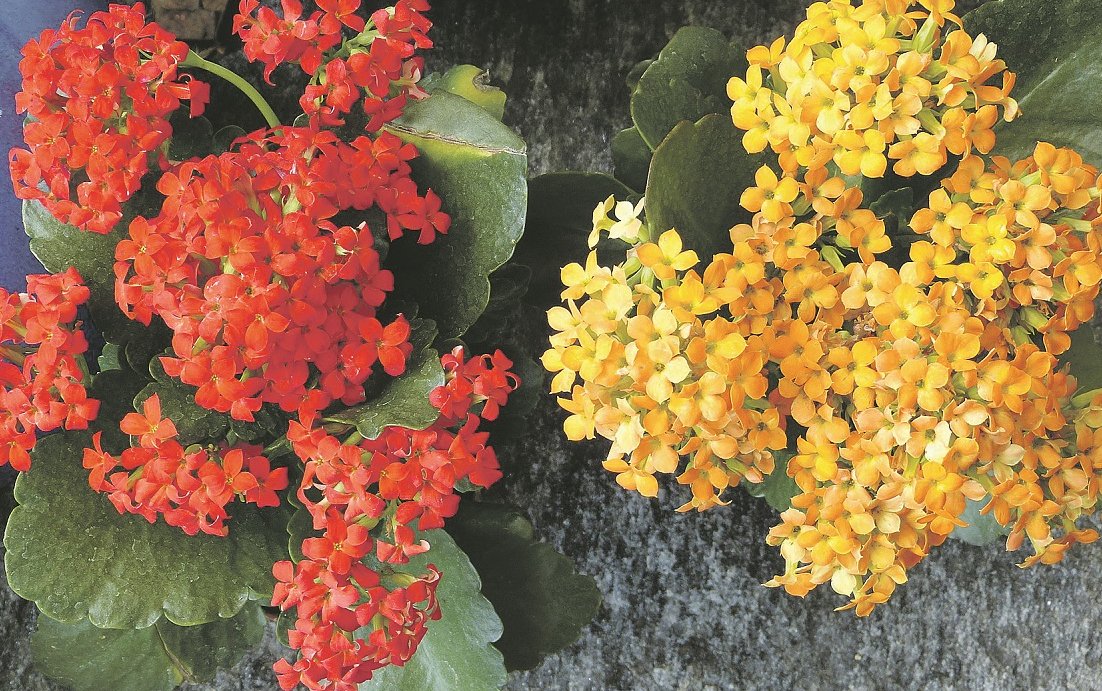 Ihren Artnamen trägt die Kalanchoe blossfeldiana zu Ehren des Pflanzenzüchters Robert Blossfeld. ©pixabay