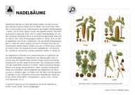 Baumarten in Österreich - Nadelbäume