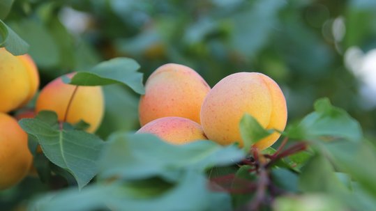 Marillen auf einem Baum