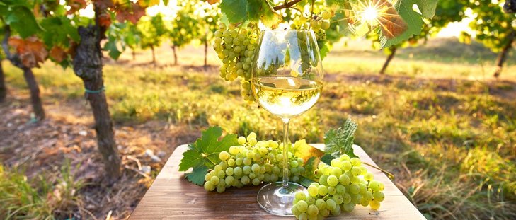 Weinglas im Weingarten©fotolia/Jenny Sturm_L