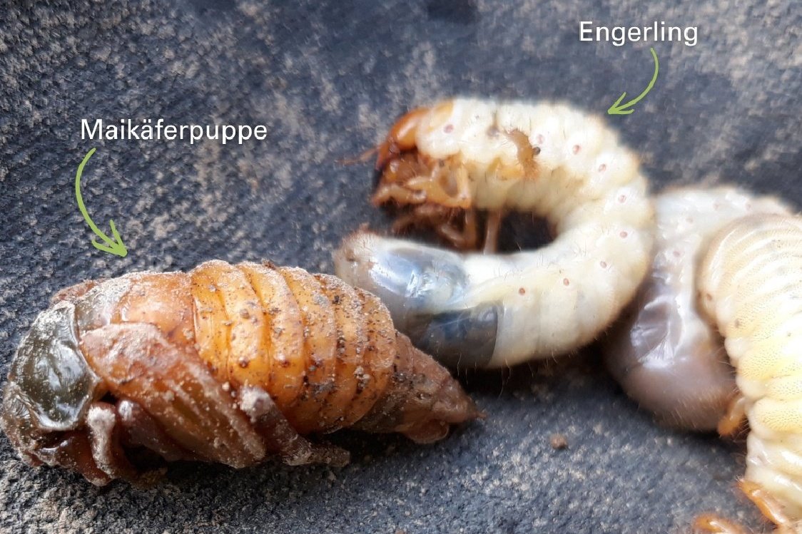 Maikäferpuppe und Engerling