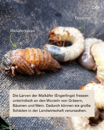 Maikäferpuppe und Engerling