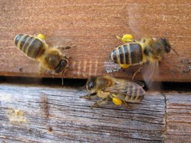 Erste Pollenbienen ©Carnica Singer