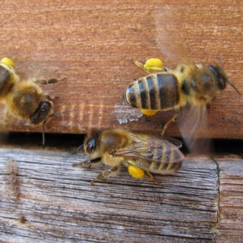 Erste Pollenbienen ©Carnica Singer