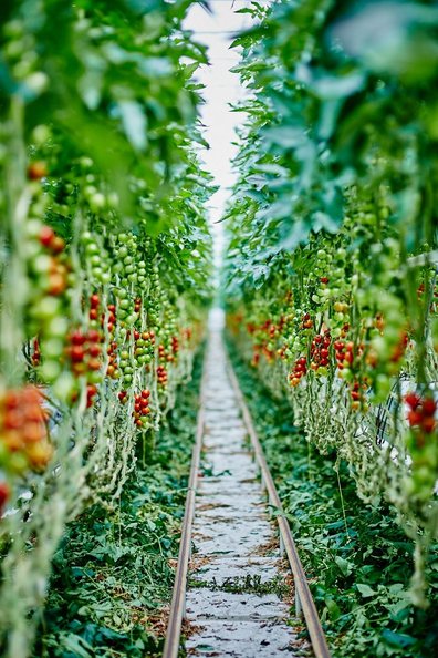 Paradeiser im Glashaus ©Franz Gleiß/LK Niederösterreich
