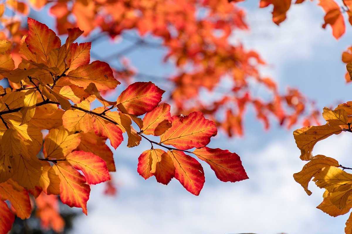 Parrotia persica - Eisenholzbaum