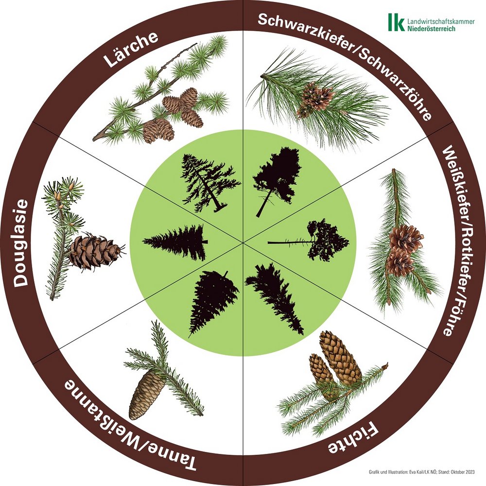 Baumlegekreis mit Schwarzkiefer/Schwarzföhre, Weißkiefer/Rotkiefer/Föhre, Fichte, Tanne/Weißtanne, Douglasie und Lärche