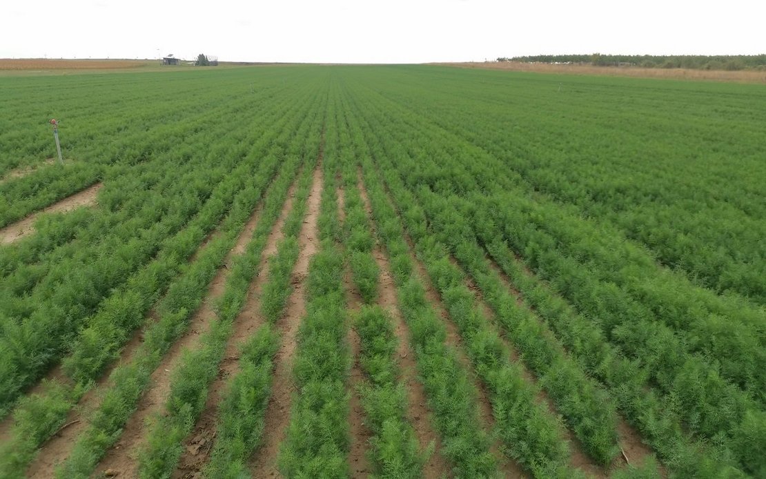 Dillefeld im Marchfeld