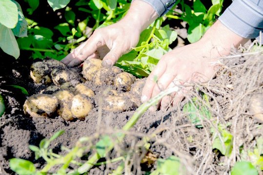 Landwirt hat Erdäpfel am Acker ausgegraben und greift nach den Knollen.