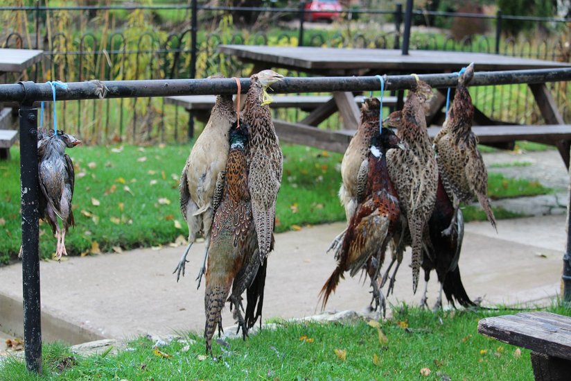 erlegte Rebhühner ©pixabay