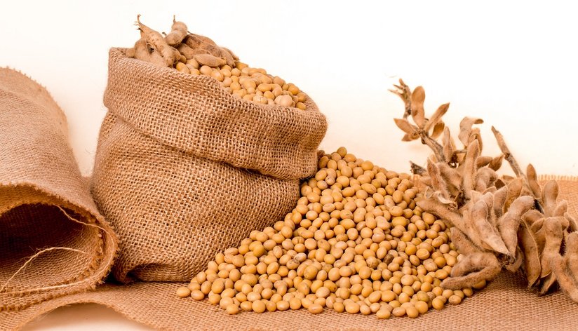 Sojabohnen in Juttesack und Pflanze ©pixabay