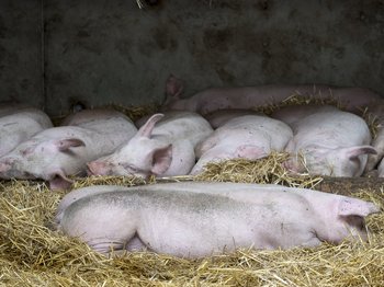 Stalleröffnung, Manuel Hauer, Großgerharts