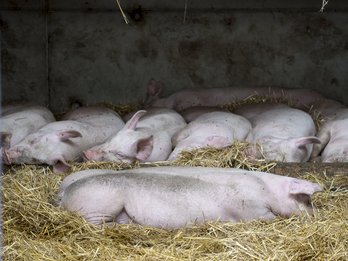 Stalleröffnung, Manuel Hauer, Großgerharts