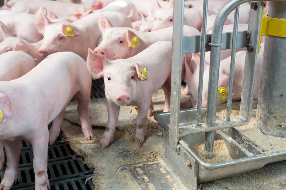 Schweine im Stall ©fraukoeppl