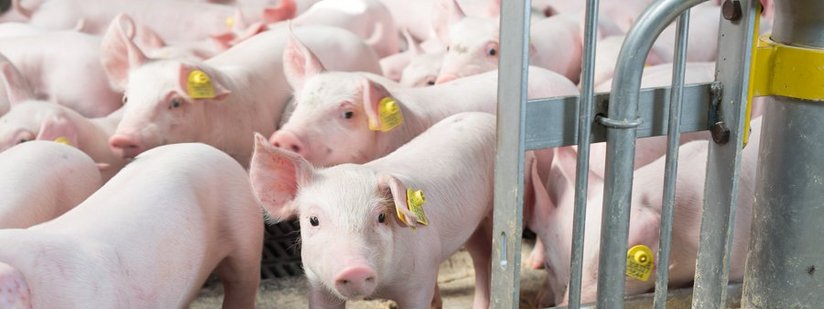 Schweine im Stall ©fraukoeppl