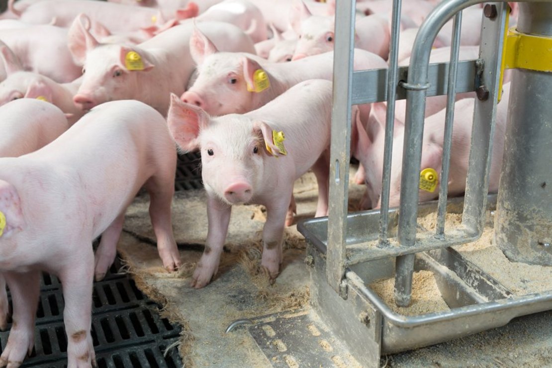 Schweine im Stall ©fraukoeppl