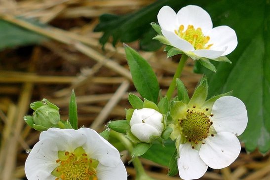 Zwischen den Erdbeerpflänzchen wird mit Stroh mulchen, damit sie gesund bleiben.