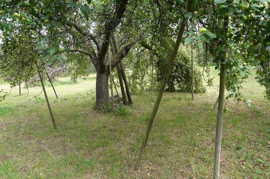 Obstbäume, die stark tragen, sind im Sommer entsprechend abzustützen, um Astbrüche zu vermeiden. ©pixabay