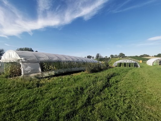 Gemüsebau im Folientunnel ©Teresa Neuhold/LK Niederösterreich