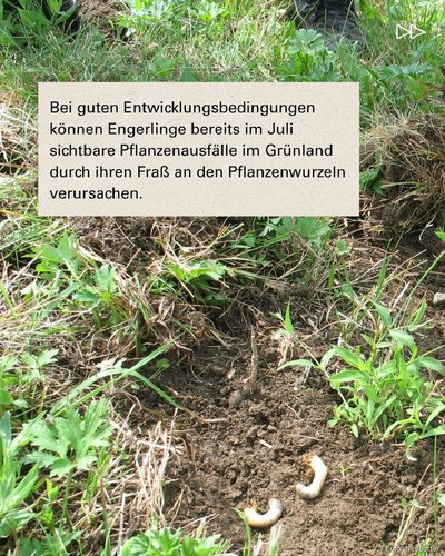 Pflanzenausfälle im Grünland wegen Engerling