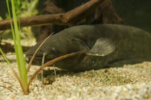 Wels liegt im Wasser auf Steinen zwischen Grünpflanzen