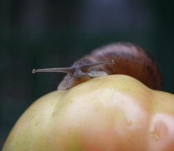Schnecke auf Paradeiser ©pixabay