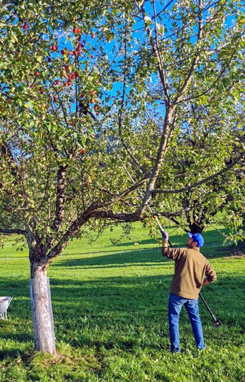 Ernte auf der Streuobstwiese
