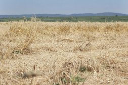 Lagerndes Getreide zur Ernte ©Harald Schally/LK Niederösterreich