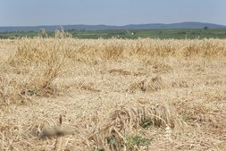 Lagerndes Getreide zur Ernte ©Harald Schally/LK Niederösterreich