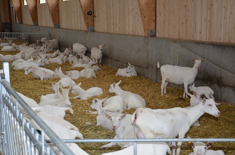 Milchziegen im Stall