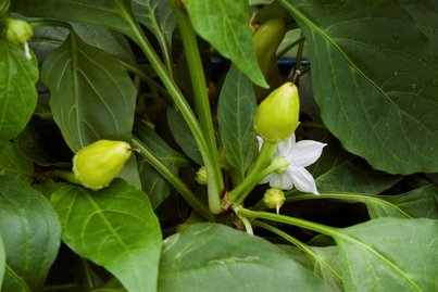 Paprika mit Blüte ©AMA Marketing