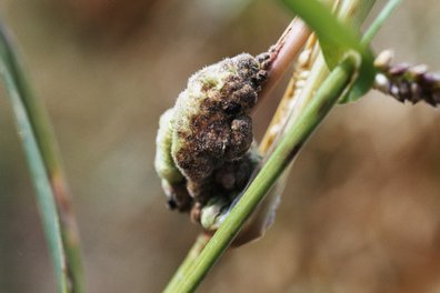 Beulenbrand Hühnerhirse ©Harald Schally/LK Niederösterreich