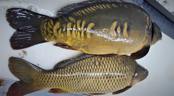 Spiegelkarpfen und Schuppenkarpfen ©Elisabeth Heidegger/LK Niederösterreich
