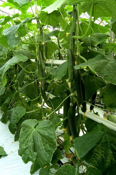 Eine Salatgurke wächst im Glashaus heran ©AMA Marketing