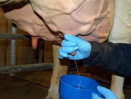 Vormelken und Eutergesundheitskontrolle ©Franz Groissmayer/LK Niederösterreich